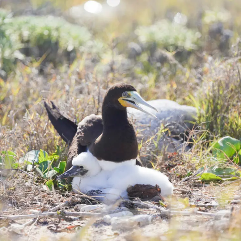 20260407094324 CIREBACaymanBracgeneral26