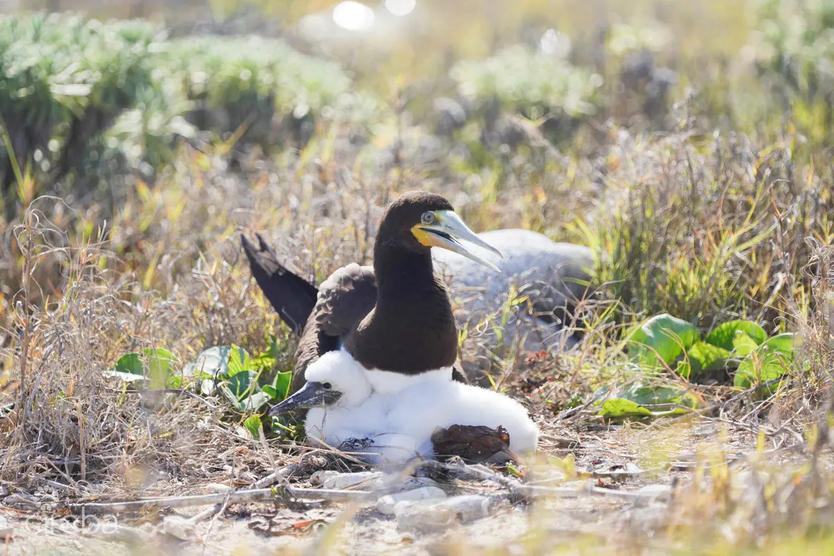 20260407094324 CIREBACaymanBracgeneral26