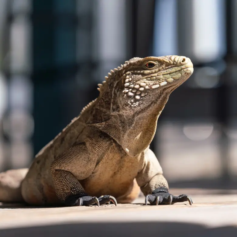 20260407094443 CIREBACaymanBracgeneral39