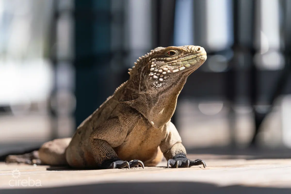 20260407094443 CIREBACaymanBracgeneral39