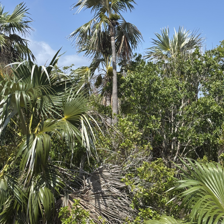 LITTLE CAYMAN LOT CLOSE TO POINT OF SAND