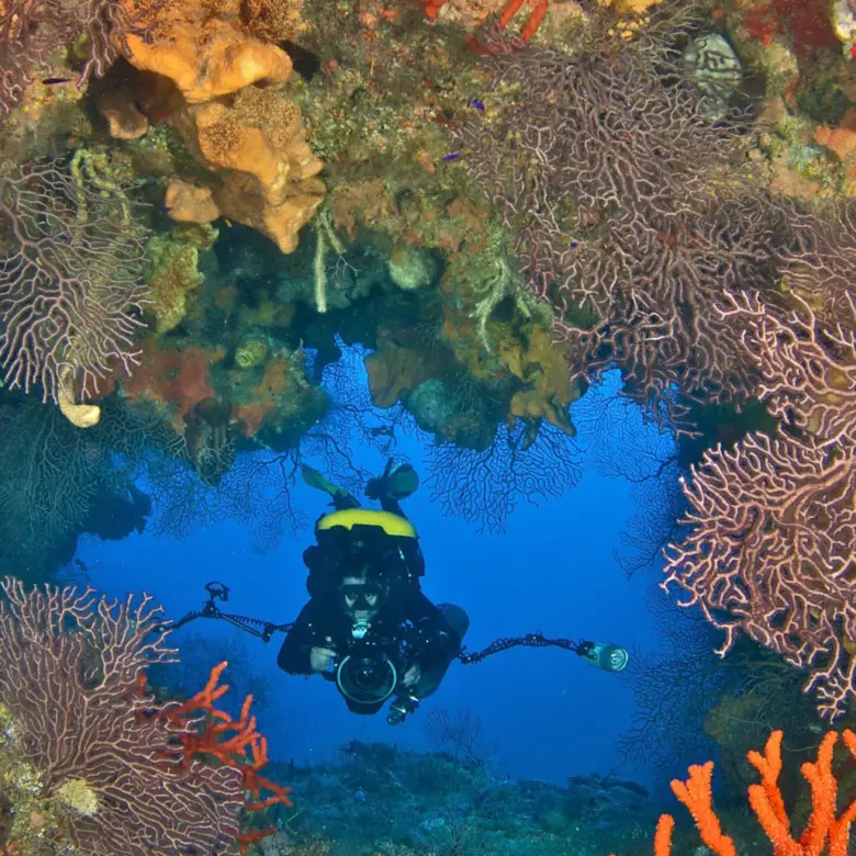 Divers coral