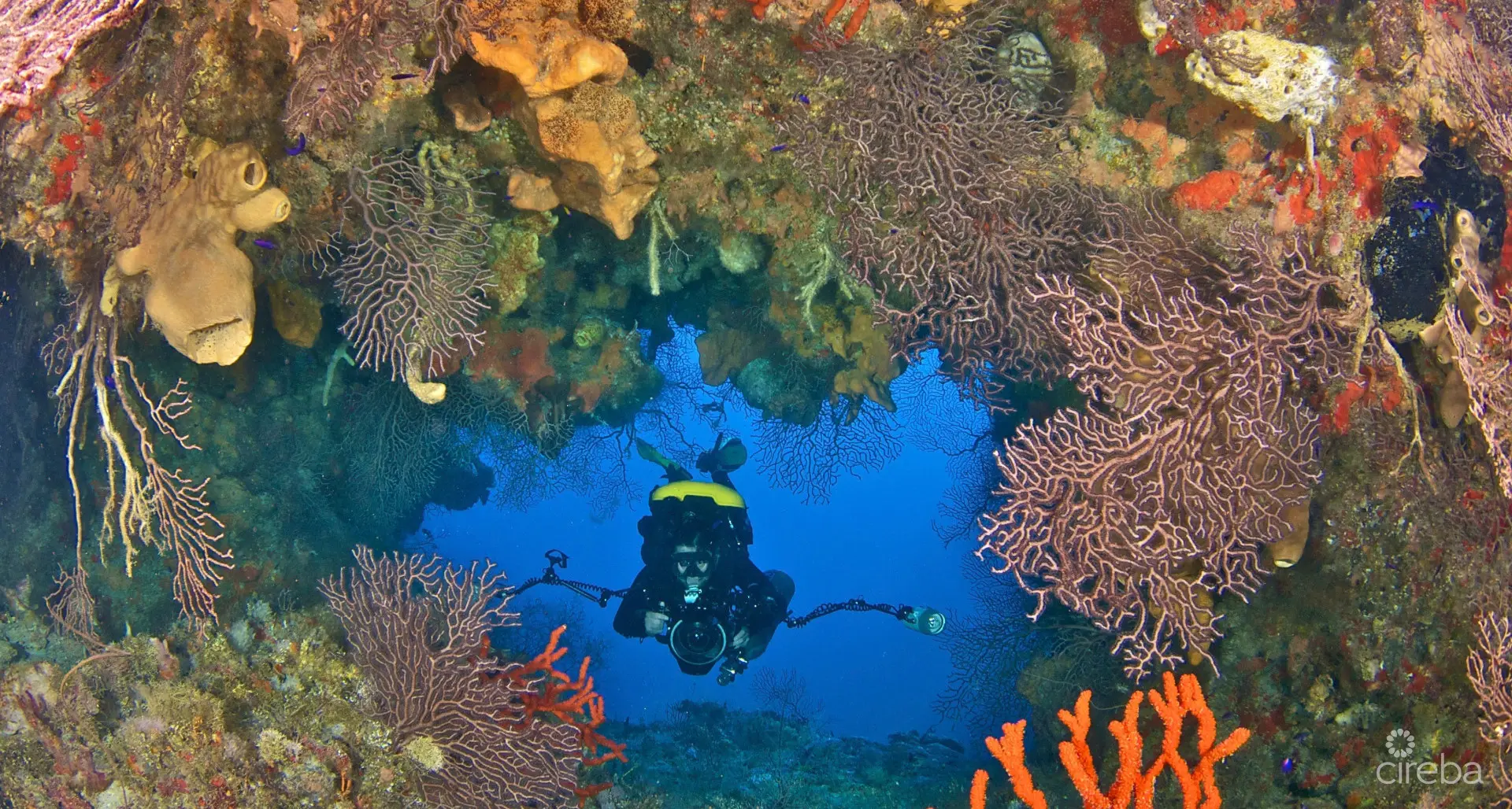 Divers coral