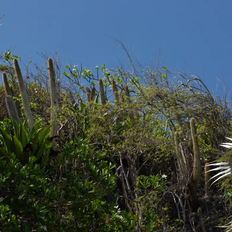 20260316184621 009 The Bluff development site Cayman Brac 2Y0A7764