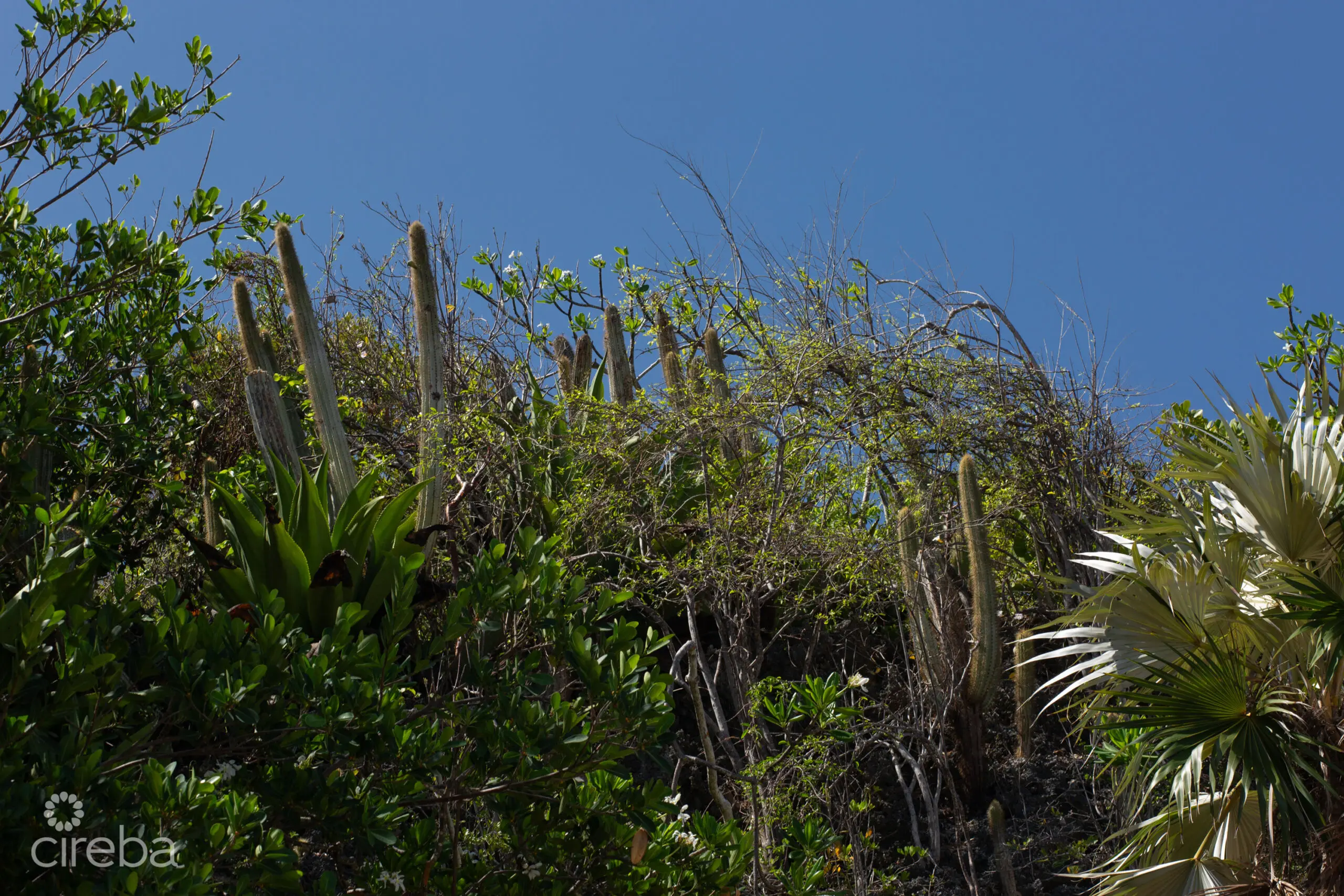 20260316184621 009 The Bluff development site Cayman Brac 2Y0A7764