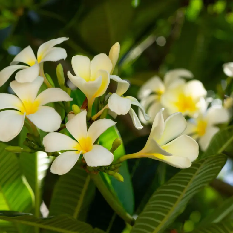 20260316184622 010 The Bluff development site Cayman Brac 2Y0A7770