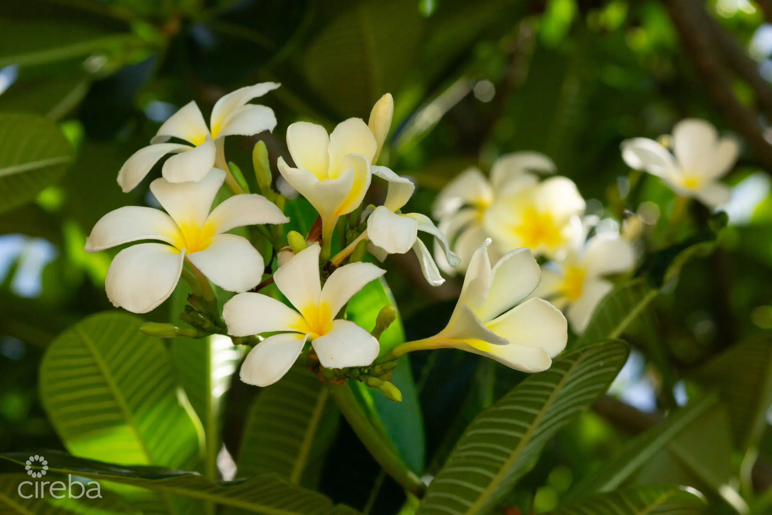 20260316184622 010 The Bluff development site Cayman Brac 2Y0A7770