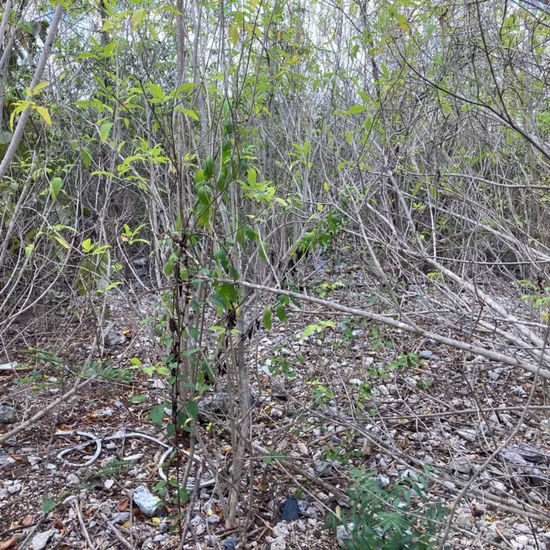 20260330110150 WhatsApp Image 20260330 at 105709