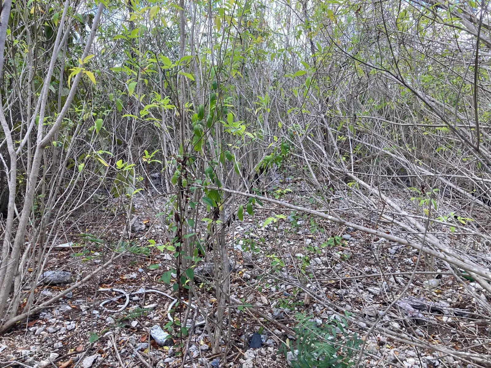 20260330110150 WhatsApp Image 20260330 at 105709