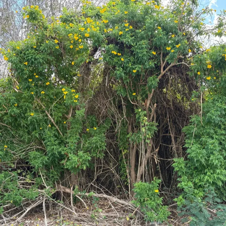 NATURE’S CIRCLE PARCEL