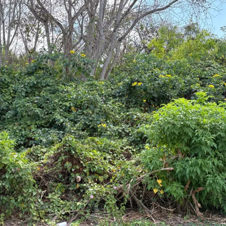 20260519221056 PHOTO20250306103750