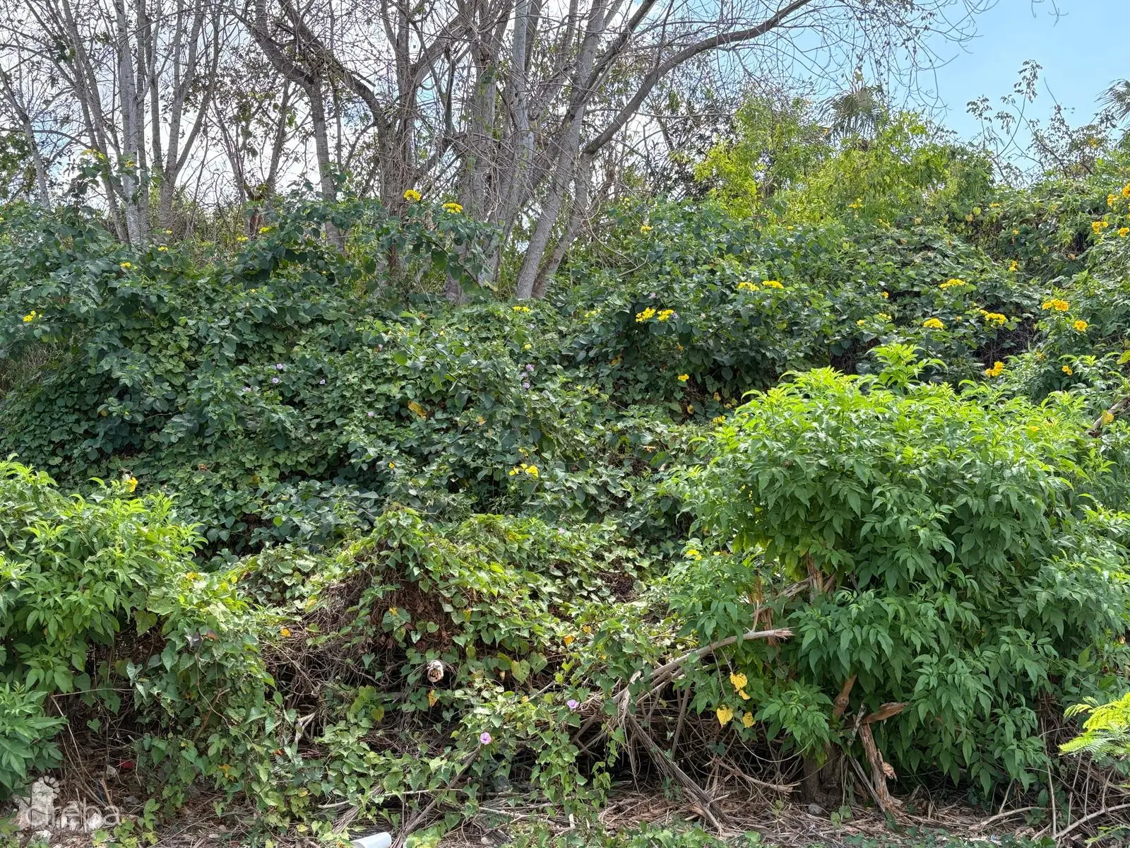 20260519221056 PHOTO20250306103750